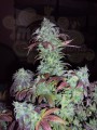 Green Crack