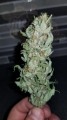 Green Crack