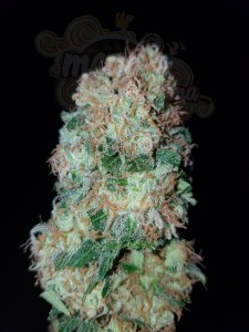 Gorilla Glue