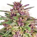 Frisian Dew