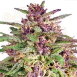 Frisian Dew