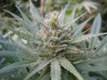 Frisian Dew
