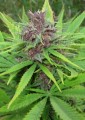 Frisian Dew