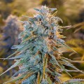 Blue Dream