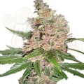 Blue Dream