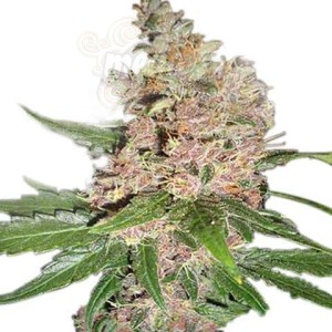 Blue Dream