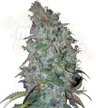 Blue Dream Auto