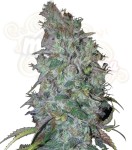 Blue Dream Auto