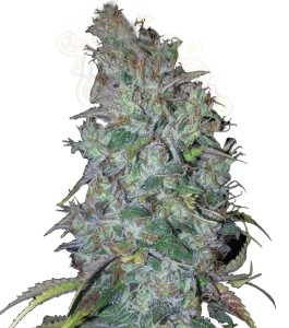 Blue Dream Auto