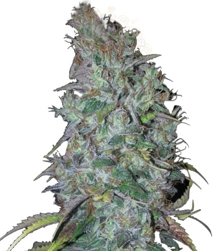 Blue Dream Auto