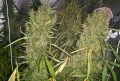Easy Sativa