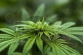Easy Sativa