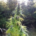 Easy Sativa