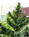 Easy Sativa