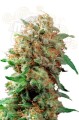 DUTCH PASSION - Mazar®