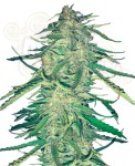 Easy Sativa