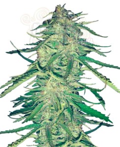 Easy Sativa