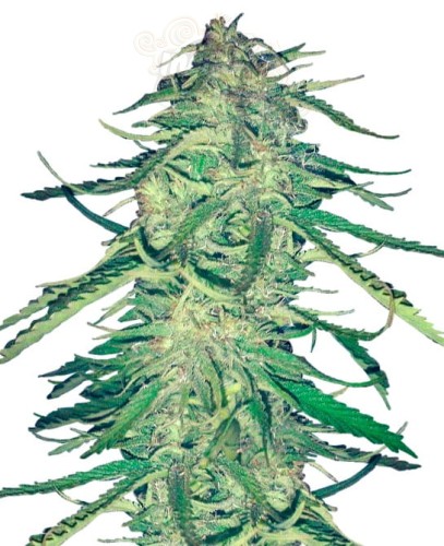 Easy Sativa