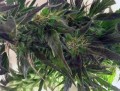 Easy Sativa