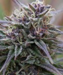 Purple Haze