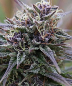 Purple Haze