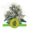 ROYAL QUEEN SEEDS - Royal Creamatic Automatic