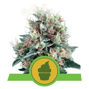 ROYAL QUEEN SEEDS - Royal Creamatic Automatic