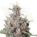 ROYAL QUEEN SEEDS - Royal Creamatic Automatic