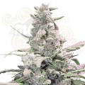 ROYAL QUEEN SEEDS - Royal Creamatic Automatic