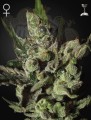GREEN HOUSE SEEDS - Exodus Cheese