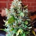 Gorilla Glue Auto
