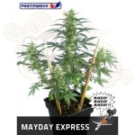 POSITRONICS - May Day Express