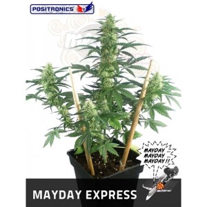 POSITRONICS - May Day Express