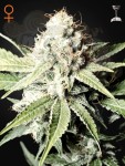 GREEN HOUSE SEEDS - Great White Shark