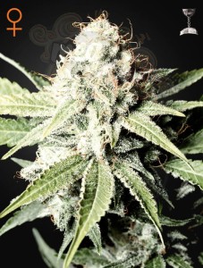 GREEN HOUSE SEEDS - Great White Shark