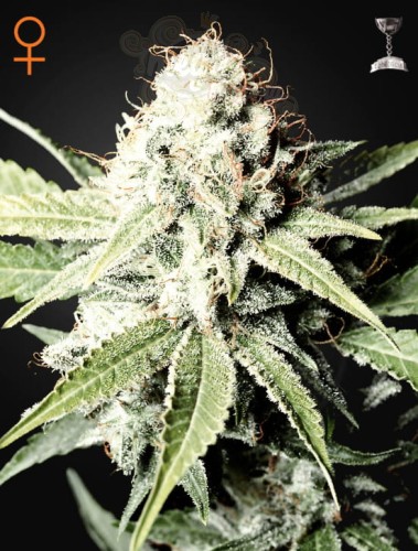 GREEN HOUSE SEEDS - Great White Shark