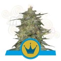 ROYAL QUEEN SEEDS - Royal Highness CBD