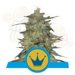 ROYAL QUEEN SEEDS - Royal Highness CBD