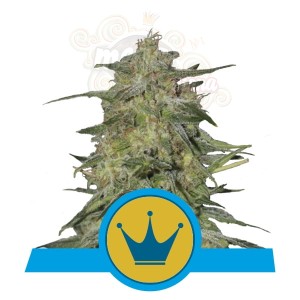 ROYAL QUEEN SEEDS - Royal Highness CBD