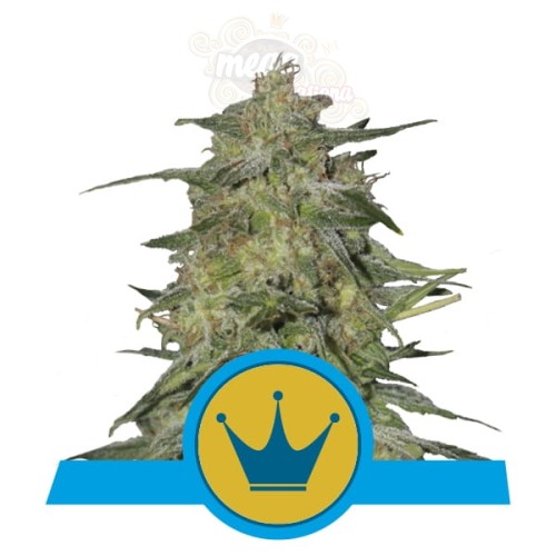 ROYAL QUEEN SEEDS - Royal Highness CBD