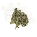 ROYAL QUEEN SEEDS - Royal Highness CBD