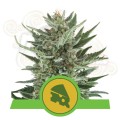 ROYAL QUEEN SEEDS - Royal Cheese Automatic