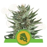 ROYAL QUEEN SEEDS - Royal Cheese Automatic