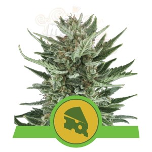 ROYAL QUEEN SEEDS - Royal Cheese Automatic