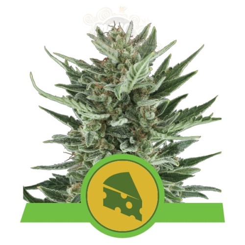 ROYAL QUEEN SEEDS - Royal Cheese Automatic