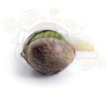 ROYAL QUEEN SEEDS - Royal Cheese Automatic