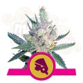 ROYAL QUEEN SEEDS - Royal Cheese® (Fast Version)