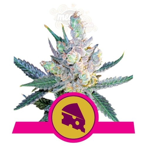 ROYAL QUEEN SEEDS - Royal Cheese® (Fast Version)