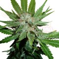 ROYAL QUEEN SEEDS - Royal Cheese® (Fast Version)