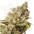 ROYAL QUEEN SEEDS - Royal Gorilla